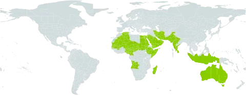 Indigofera oblongifolia world distribution map, present in Angola, United Arab Emirates, Australia, Bahrain, Cameroon, Djibouti, Algeria, Egypt, Ethiopia, Indonesia, India, Iran (Islamic Republic of), Jordan, Sri Lanka, Madagascar, Mali, Mauritania, Niger, Nigeria, Oman, Pakistan, Qatar, Saudi Arabia, Sudan, Senegal, Somalia, Chad, and Yemen
