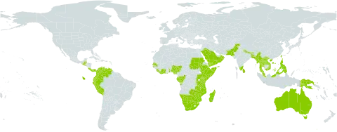 Indigofera pedicellata world distribution map, present in Angola, Australia, Burundi, Bonaire, Sint Eustatius and Saba, Bangladesh, Belize, Bhutan, Botswana, China, Côte d'Ivoire, Congo, Colombia, Costa Rica, Djibouti, Ecuador, Ethiopia, Gabon, Ghana, Guatemala, Indonesia, India, Kenya, Lao People's Democratic Republic, Liberia, Sri Lanka, Madagascar, Myanmar, Mozambique, Malawi, Malaysia, Namibia, Nigeria, Nepal, Oman, Pakistan, Panama, Peru, Philippines, Papua New Guinea, Rwanda, Saudi Arabia, Sudan, Senegal, Singapore, Sierra Leone, El Salvador, Somalia, Togo, Thailand, Timor-Leste, Taiwan, Province of China, Tanzania, United Republic of, Uganda, Venezuela (Bolivarian Republic of), Viet Nam, Yemen, South Africa, Zambia, and Zimbabwe