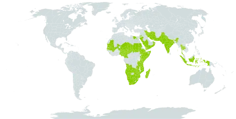 Indigofera schimperi world distribution map, present in Angola, Bahrain, Botswana, Cameroon, Djibouti, Egypt, Ethiopia, Indonesia, India, Iran (Islamic Republic of), Jordan, Kenya, Sri Lanka, Madagascar, Mali, Mozambique, Mauritania, Malawi, Namibia, Niger, Nigeria, Oman, Pakistan, Saudi Arabia, Sudan, Senegal, Somalia, Chad, Thailand, Tanzania, United Republic of, Uganda, Yemen, South Africa, Zambia, and Zimbabwe
