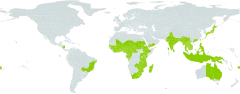 Indigofera spicata world distribution map, present in Angola, Australia, Burundi, Benin, Bonaire, Sint Eustatius and Saba, Burkina Faso, Bangladesh, Brazil, Brunei Darussalam, Central African Republic, China, Côte d'Ivoire, Cameroon, Congo, Comoros, Dominica, Ethiopia, Fiji, Gabon, Ghana, Guinea, Hong Kong, Indonesia, India, Japan, Kenya, Cambodia, Lao People's Democratic Republic, Liberia, Sri Lanka, Madagascar, Mali, Myanmar, Mozambique, Mauritius, Malawi, Malaysia, Niger, Nigeria, Nicaragua, Philippines, Papua New Guinea, Réunion, Rwanda, Sudan, Senegal, Chad, Togo, Thailand, Taiwan, Province of China, Tanzania, United Republic of, Uganda, United States of America, Viet Nam, Yemen, South Africa, Zambia, and Zimbabwe