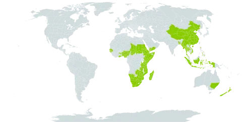 Iphigenia world distribution map, present in Australia, Benin, Bangladesh, Botswana, China, Djibouti, Eritrea, Ethiopia, Ghana, Guinea-Bissau, Indonesia, Kenya, Madagascar, Myanmar, Mozambique, Namibia, Nigeria, Nepal, New Zealand, Philippines, Sudan, Senegal, Somalia, Chad, Thailand, Tanzania, United Republic of, Viet Nam, Yemen, South Africa, Zambia, and Zimbabwe