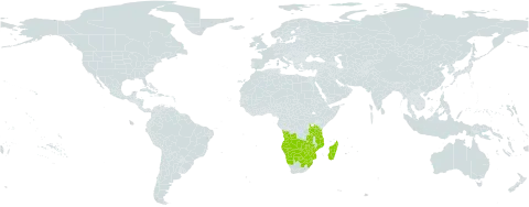 Ipomoea bolusiana world distribution map, present in Angola, Botswana, Madagascar, Mozambique, Namibia, eSwatini, Tanzania, United Republic of, South Africa, Zambia, and Zimbabwe