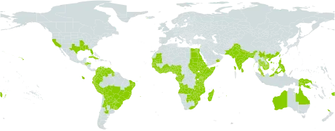 Ipomoea cairica world distribution map, present in Angola, Anguilla, Argentina, Australia, Benin, Bonaire, Sint Eustatius and Saba, Burkina Faso, Bangladesh, Bolivia (Plurinational State of), Brazil, Barbados, Botswana, China, Côte d'Ivoire, Cameroon, Congo, Colombia, Cabo Verde, Cuba, Cayman Islands, Ecuador, Egypt, Eritrea, Spain, Ethiopia, Fiji, Gabon, Ghana, Guinea, Guadeloupe, Gambia, Guinea-Bissau, Equatorial Guinea, Grenada, Guyana, Honduras, Indonesia, India, Iceland, Israel, Kenya, Cambodia, Lebanon, Liberia, Saint Lucia, Sri Lanka, Madagascar, Malta, Myanmar, Mozambique, Mauritania, Mauritius, Malawi, Malaysia, Nigeria, Niue, Nepal, New Zealand, Oman, Pakistan, Peru, Philippines, Papua New Guinea, Paraguay, Réunion, Sudan, Senegal, Singapore, Sierra Leone, Somalia, South Sudan, Sao Tome and Principe, eSwatini, Seychelles, Togo, Thailand, Tonga, Trinidad and Tobago, Taiwan, Province of China, Tanzania, United Republic of, Uganda, Uruguay, United States of America, Venezuela (Bolivarian Republic of), Viet Nam, South Africa, Zambia, and Zimbabwe