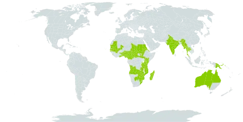 Ipomoea coptica world distribution map, present in Angola, Australia, Benin, Burkina Faso, Botswana, Central African Republic, Cameroon, Cabo Verde, Eritrea, Ghana, India, Iceland, Kenya, Sri Lanka, Madagascar, Mali, Myanmar, Mozambique, Mauritania, Malawi, Malaysia, Nigeria, Papua New Guinea, Sudan, Senegal, South Sudan, Chad, Togo, Thailand, Tanzania, United Republic of, Uganda, South Africa, Zambia, and Zimbabwe