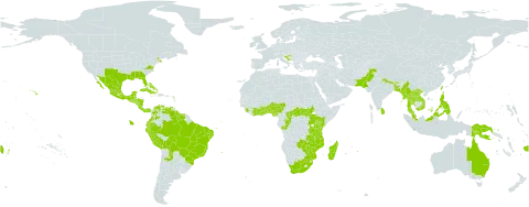 Ipomoea hederifolia world distribution map, present in Argentina, Antigua and Barbuda, Australia, Benin, Bangladesh, Bahamas, Belize, Bolivia (Plurinational State of), Brazil, Barbados, Bhutan, Central African Republic, Côte d'Ivoire, Congo, Colombia, Costa Rica, Cuba, Cayman Islands, Dominica, Ecuador, Fiji, Ghana, Guadeloupe, Grenada, Guatemala, Guyana, Honduras, Croatia, Jamaica, Kenya, Lao People's Democratic Republic, Saint Lucia, Sri Lanka, Madagascar, Mexico, Myanmar, Northern Mariana Islands, Mozambique, Montserrat, Martinique, Mauritius, Malawi, Malaysia, Nigeria, Nicaragua, Nepal, Pakistan, Panama, Peru, Philippines, Papua New Guinea, Puerto Rico, Paraguay, Réunion, Sierra Leone, El Salvador, South Sudan, Sao Tome and Principe, Suriname, Seychelles, Togo, Thailand, Tonga, Trinidad and Tobago, Taiwan, Province of China, Tanzania, United Republic of, Uganda, United States of America, Saint Vincent and the Grenadines, Venezuela (Bolivarian Republic of), Viet Nam, South Africa, Zambia, and Zimbabwe