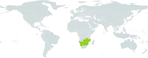 Ipomoea holubii world distribution map, present in Botswana, Mozambique, Malawi, Namibia, South Africa, Zambia, and Zimbabwe