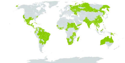 Ipomoea nil world distribution map, present in Argentina, Antigua and Barbuda, Australia, Benin, Bonaire, Sint Eustatius and Saba, Burkina Faso, Bangladesh, Belize, Bolivia (Plurinational State of), Brazil, Barbados, Bhutan, China, Côte d'Ivoire, Cameroon, Colombia, Costa Rica, Cuba, Dominica, Ecuador, Eritrea, Ethiopia, Ghana, Guinea, Guadeloupe, Gambia, Equatorial Guinea, Grenada, Guatemala, French Guiana, Guyana, Honduras, India, Jamaica, Cambodia, Lao People's Democratic Republic, Saint Lucia, Sri Lanka, Madagascar, Mexico, Myanmar, Montserrat, Martinique, Mauritius, Malaysia, Namibia, Nicaragua, Nepal, Oman, Pakistan, Panama, Philippines, Papua New Guinea, Puerto Rico, Korea (Democratic People's Republic of), Paraguay, Réunion, Russian Federation, Sudan, Senegal, Sierra Leone, El Salvador, Suriname, Seychelles, Chad, Thailand, Trinidad and Tobago, Taiwan, Province of China, Tanzania, United Republic of, Uganda, Uruguay, United States of America, Saint Vincent and the Grenadines, Venezuela (Bolivarian Republic of), Viet Nam, Yemen, South Africa, Zambia, and Zimbabwe