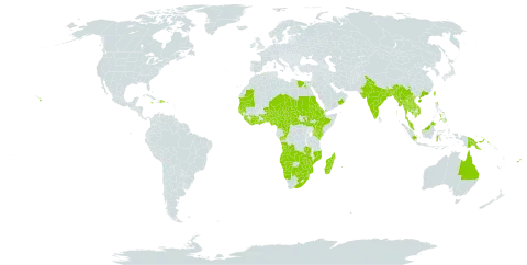 Ipomoea obscura world distribution map, present in Angola, Antigua and Barbuda, Australia, Benin, Burkina Faso, Bangladesh, Barbados, Botswana, Central African Republic, China, Côte d'Ivoire, Cameroon, Congo, Cabo Verde, Dominican Republic, Algeria, Egypt, Eritrea, Ethiopia, Fiji, Ghana, Guinea, Gambia, Guinea-Bissau, Guam, Indonesia, India, Jamaica, Kenya, Cambodia, Lao People's Democratic Republic, Liberia, Saint Lucia, Sri Lanka, Madagascar, Myanmar, Mozambique, Mauritania, Mauritius, Malawi, Malaysia, Mayotte, Namibia, Niger, Nigeria, Nepal, Oman, Philippines, Papua New Guinea, Réunion, Saudi Arabia, Sudan, Senegal, Singapore, Sierra Leone, South Sudan, eSwatini, Seychelles, Chad, Togo, Thailand, Taiwan, Province of China, Tanzania, United Republic of, Uganda, United States of America, Viet Nam, Yemen, South Africa, Zambia, and Zimbabwe