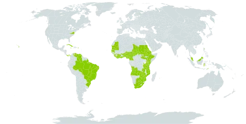 Ipomoea ochracea world distribution map, present in Angola, Benin, Burkina Faso, Brazil, Botswana, Côte d'Ivoire, Cameroon, Cuba, Eritrea, Ethiopia, Ghana, Guinea, Gambia, Indonesia, Jamaica, Kenya, Liberia, Saint Lucia, Mozambique, Mauritania, Malawi, Malaysia, Nigeria, Panama, Puerto Rico, Portugal, Réunion, Sudan, Senegal, Sierra Leone, South Sudan, Chad, Togo, Timor-Leste, Tanzania, United Republic of, Uganda, United States of America, Venezuela (Bolivarian Republic of), South Africa, Zambia, and Zimbabwe