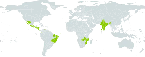 Ipomoea parasitica world distribution map, present in Brazil, Colombia, Costa Rica, Guadeloupe, Guatemala, Honduras, India, Mexico, Mozambique, Malawi, Nicaragua, El Salvador, Venezuela (Bolivarian Republic of), and Zambia
