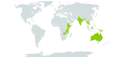 Ipomoea polymorpha world distribution map, present in Argentina, Australia, China, Eritrea, Spain, Ethiopia, India, Kenya, Cambodia, Lao People's Democratic Republic, Malaysia, Philippines, Papua New Guinea, Thailand, Timor-Leste, Taiwan, Province of China, Tanzania, United Republic of, Uganda, Uruguay, Viet Nam, and Zambia