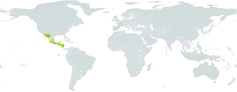 Ipomoea populina world distribution map, present in Guatemala, Honduras, Mexico, Nicaragua, and El Salvador