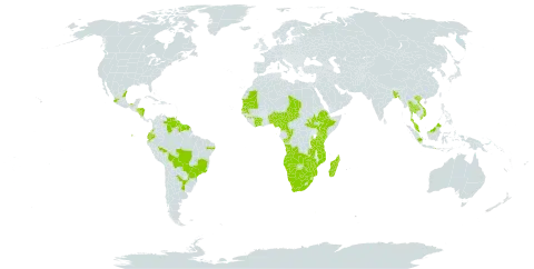 Ipomoea rubens world distribution map, present in Angola, Argentina, Benin, Burkina Faso, Bangladesh, Bolivia (Plurinational State of), Brazil, Botswana, Côte d'Ivoire, Cameroon, Congo, Colombia, Ecuador, Ethiopia, Guinea, Equatorial Guinea, French Guiana, Guyana, Honduras, Indonesia, Kenya, Madagascar, Mexico, Mozambique, Mauritania, Mauritius, Malawi, Malaysia, Namibia, Nigeria, Nicaragua, Philippines, Paraguay, Senegal, South Sudan, Sao Tome and Principe, Suriname, Chad, Thailand, Trinidad and Tobago, Tanzania, United Republic of, Uganda, Venezuela (Bolivarian Republic of), Viet Nam, South Africa, Zambia, and Zimbabwe
