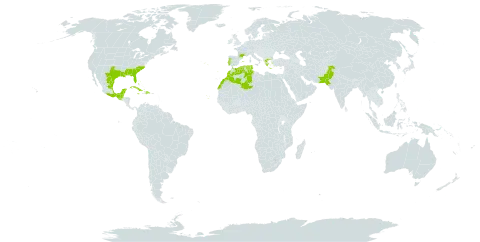 Ipomoea sagittata world distribution map, present in Bahamas, Belize, Bermuda, Cabo Verde, Cuba, Dominican Republic, Algeria, Spain, France, Greece, Guatemala, Jamaica, Morocco, Mexico, Pakistan, Portugal, Tunisia, and United States of America
