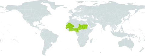 Ipomoea vagans world distribution map, present in Benin, Burkina Faso, Côte d'Ivoire, Cameroon, Ghana, Guinea-Bissau, Mali, Mauritania, Nigeria, Sudan, Senegal, and Chad
