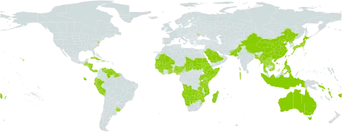 Ischaemum world distribution map, present in Angola, Andorra, Australia, Burkina Faso, Bangladesh, Belize, Botswana, China, Cook Islands, Comoros, Costa Rica, Cuba, Djibouti, Dominica, Ecuador, Eritrea, Ethiopia, Fiji, Ghana, Guinea, Gambia, Guinea-Bissau, Guatemala, Guyana, Honduras, Haiti, Indonesia, Jamaica, Japan, Kenya, Lao People's Democratic Republic, Liberia, Moldova (Republic of), Madagascar, Maldives, Mali, Myanmar, Mozambique, Mauritania, Mauritius, Namibia, Nigeria, Nicaragua, Nepal, Pakistan, Panama, Peru, Philippines, Korea (Democratic People's Republic of), Réunion, Saudi Arabia, Sudan, Senegal, Solomon Islands, Sierra Leone, Somalia, Suriname, eSwatini, Seychelles, Chad, Togo, Thailand, Tonga, Taiwan, Province of China, Tanzania, United Republic of, Uganda, Uruguay, United States of America, Venezuela (Bolivarian Republic of), Viet Nam, Vanuatu, Wallis and Futuna, Samoa, Zambia, and Zimbabwe