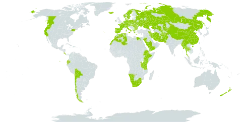 Isolepis setacea world distribution map, present in Afghanistan, Albania, Austria, Bulgaria, Belarus, Bolivia (Plurinational State of), Canada, Switzerland, Chile, China, Costa Rica, Czech Republic, Germany, Denmark, Algeria, Ecuador, Egypt, Spain, Ethiopia, France, Greece, Hungary, Ireland, Iran (Islamic Republic of), Iceland, Italy, Kazakhstan, Kenya, Kyrgyzstan, Lesotho, Morocco, Myanmar, Namibia, Netherlands, Norway, Nepal, New Zealand, Pakistan, Poland, Portugal, Romania, Russian Federation, Rwanda, Saudi Arabia, Sweden, Turks and Caicos Islands, Thailand, Tanzania, United Republic of, Uganda, Ukraine, United States of America, Uzbekistan, Yemen, and South Africa