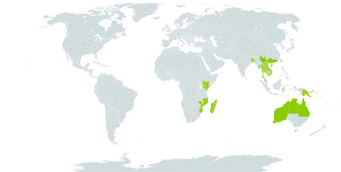 Jacquemontia paniculata world distribution map, present in Australia, Bangladesh, China, Indonesia, India, Kenya, Cambodia, Lao People's Democratic Republic, Sri Lanka, Madagascar, Maldives, Myanmar, Mozambique, Malaysia, Mayotte, Philippines, Papua New Guinea, Thailand, Taiwan, Province of China, Tanzania, United Republic of, and Viet Nam