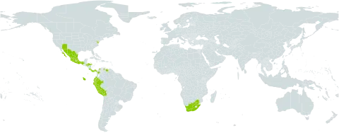 Jaltomata procumbens world distribution map, present in Bolivia (Plurinational State of), Colombia, Costa Rica, Ecuador, Honduras, Mexico, Panama, Peru, United States of America, Venezuela (Bolivarian Republic of), and South Africa