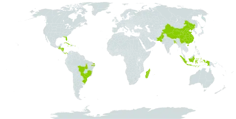 Jasminum sambac world distribution map, present in Bangladesh, Bahamas, Brazil, China, Cuba, Dominica, Guatemala, Honduras, Haiti, Indonesia, Jamaica, Madagascar, Maldives, Mauritius, Nicaragua, Pakistan, Panama, Puerto Rico, and United States of America