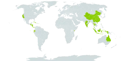 Jatropha podagrica world distribution map, present in Australia, China, Costa Rica, Cuba, Dominica, Ecuador, Guatemala, Honduras, Indonesia, India, Kenya, Nicaragua, Panama, Puerto Rico, Thailand, and United States of America