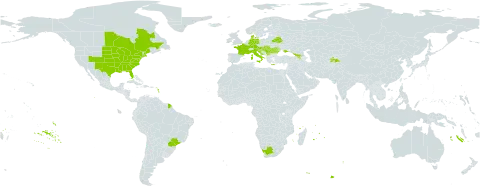 Juglans nigra world distribution map, present in Armenia, Austria, Belarus, Brazil, Canada, Germany, Denmark, France, Georgia, Greece, Croatia, Hungary, Italy, Moldova (Republic of), Mauritius, Réunion, Romania, Serbia, Slovakia, Slovenia, Tajikistan, Ukraine, United States of America, and South Africa