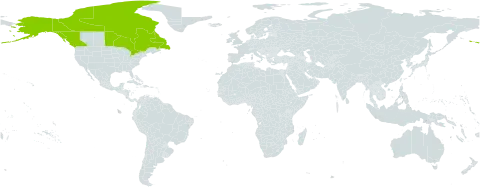 Juncus arcticus subsp. alaskanus world distribution map, present in Canada and United States of America
