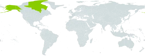Juncus castaneus subsp. leucochlamys world distribution map, present in Canada and United States of America