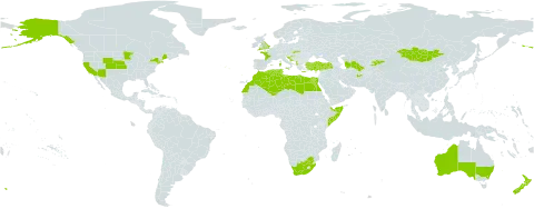 Juncus hybridus world distribution map, present in Afghanistan, Albania, Australia, Cyprus, Algeria, Egypt, Spain, France, United Kingdom of Great Britain and Northern Ireland, Greece, Croatia, Italy, Kyrgyzstan, Libya, Morocco, Mongolia, New Zealand, Portugal, Somalia, Slovakia, Turkmenistan, Tunisia, Turkey, United States of America, and South Africa