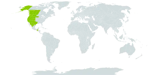 Juncus saximontanus world distribution map, present in Canada, Guatemala, Mexico, and United States of America