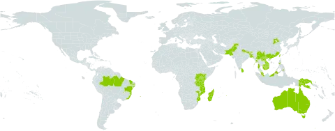 Justicia gendarussa world distribution map, present in Australia, Bangladesh, Brazil, Bhutan, China, Indonesia, Kenya, Cambodia, Lao People's Democratic Republic, Saint Lucia, Sri Lanka, Madagascar, Myanmar, Mozambique, Martinique, Mauritius, Malaysia, Nepal, Pakistan, Philippines, Papua New Guinea, Réunion, Seychelles, Taiwan, Province of China, Tanzania, United Republic of, Uganda, and Viet Nam