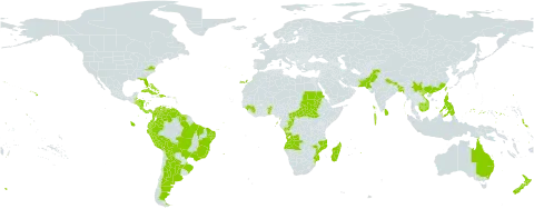 Kalanchoe pinnata world distribution map, present in Angola, Anguilla, Argentina, Antigua and Barbuda, Australia, Benin, Bonaire, Sint Eustatius and Saba, Bangladesh, Bahamas, Belize, Bermuda, Bolivia (Plurinational State of), Brazil, Barbados, Central African Republic, China, Congo, Cook Islands, Colombia, Cabo Verde, Costa Rica, Cuba, Dominica, Dominican Republic, Ecuador, Spain, Fiji, Micronesia (Federated States of), Guinea, Guadeloupe, Equatorial Guinea, Grenada, French Guiana, Guam, Guyana, Honduras, Haiti, India, Jamaica, Cambodia, Kiribati, Saint Lucia, Sri Lanka, Madagascar, Maldives, Marshall Islands, Northern Mariana Islands, Mozambique, Montserrat, Martinique, Mauritius, Nicaragua, Niue, Nepal, Nauru, New Zealand, Pakistan, Panama, Peru, Philippines, Palau, Puerto Rico, Portugal, Réunion, Sudan, Singapore, El Salvador, South Sudan, Sao Tome and Principe, Suriname, Seychelles, Turks and Caicos Islands, Togo, Tokelau, Tonga, Trinidad and Tobago, Tuvalu, Taiwan, Province of China, United States Minor Outlying Islands, United States of America, Saint Vincent and the Grenadines, Venezuela (Bolivarian Republic of), and Viet Nam