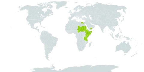 Kedrostis gijef world distribution map, present in Egypt, Ethiopia, Kenya, Saudi Arabia, Sudan, Somalia, Chad, Tanzania, United Republic of, and Yemen