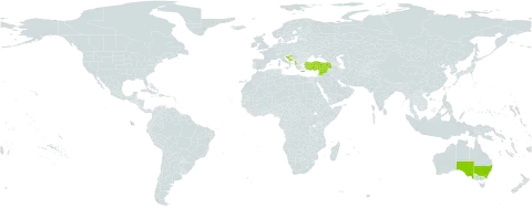 Kickxia commutata subsp. graeca world distribution map, present in Albania, Australia, Spain, Greece, Croatia, Lebanon, Syrian Arab Republic, and Turkey