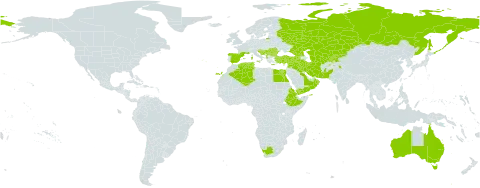 Kickxia elatine subsp. crinita world distribution map, present in Afghanistan, Albania, Armenia, Australia, Bulgaria, Bosnia and Herzegovina, Cyprus, Algeria, Egypt, Eritrea, Spain, Ethiopia, France, Georgia, Greece, Croatia, India, Iran (Islamic Republic of), Iraq, Israel, Italy, Kazakhstan, Kyrgyzstan, Lebanon, Oman, Pakistan, Portugal, Romania, Russian Federation, Saudi Arabia, Serbia, Slovenia, Syrian Arab Republic, Tajikistan, Turkmenistan, Tunisia, Turkey, Uzbekistan, Yemen, and South Africa