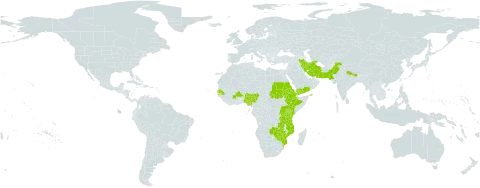 Kohautia coccinea world distribution map, present in Burkina Faso, Eritrea, Ethiopia, Iran (Islamic Republic of), Kenya, Mozambique, Nigeria, Nepal, Pakistan, Rwanda, Sudan, Senegal, Tanzania, United Republic of, Uganda, Yemen, Zambia, and Zimbabwe