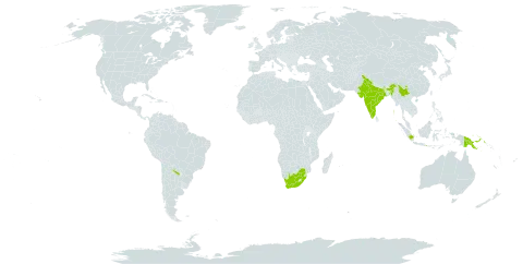 Kyllinga odorata subsp. cylindrica world distribution map, present in Argentina, China, Indonesia, India, Iceland, Philippines, Papua New Guinea, Thailand, and South Africa