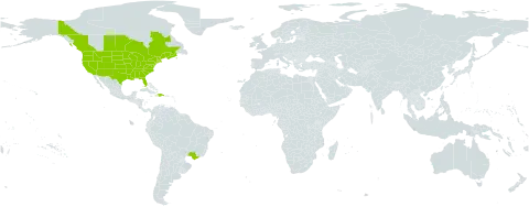 Lactuca canadensis world distribution map, present in Brazil, Canada, Dominican Republic, Haiti, and United States of America