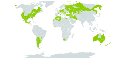 Lactuca saligna world distribution map, present in Anguilla, Albania, Argentina, Armenia, Australia, Austria, Azerbaijan, Belgium, Bulgaria, Bosnia and Herzegovina, Brazil, Canada, Switzerland, Cyprus, Czech Republic, Germany, Algeria, Egypt, Spain, France, United Kingdom of Great Britain and Northern Ireland, Georgia, Greece, Croatia, Hungary, Iran (Islamic Republic of), Iraq, Israel, Italy, Kazakhstan, Lebanon, Liberia, Luxembourg, Morocco, Moldova (Republic of), Mexico, North Macedonia, Malta, Montenegro, Netherlands, New Zealand, Poland, Portugal, Qatar, Romania, Russian Federation, Saudi Arabia, Serbia, Slovakia, Slovenia, Tunisia, Turkey, Ukraine, Uruguay, United States of America, and South Africa
