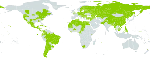 Lactuca sativa world distribution map, present in Albania, Argentina, Armenia, American Samoa, Austria, Azerbaijan, Benin, Burkina Faso, Bangladesh, Bulgaria, Bosnia and Herzegovina, Belarus, Belize, Bolivia (Plurinational State of), Brazil, Bhutan, Canada, Switzerland, Chile, China, Cameroon, Colombia, Costa Rica, Cuba, Cyprus, Czech Republic, Germany, Dominican Republic, Algeria, Ecuador, Egypt, Spain, Estonia, Finland, Fiji, France, Micronesia (Federated States of), United Kingdom of Great Britain and Northern Ireland, Georgia, Guatemala, Guam, Honduras, Croatia, Haiti, Hungary, India, Italy, Jamaica, Kazakhstan, Kenya, Cambodia, Lebanon, Liberia, Libya, Liechtenstein, Lithuania, Latvia, Morocco, Moldova (Republic of), Mexico, Marshall Islands, North Macedonia, Malta, Myanmar, Montenegro, Mauritania, Mauritius, Nicaragua, Niue, Netherlands, Nepal, New Zealand, Pakistan, Panama, Philippines, Poland, Puerto Rico, Korea (Democratic People's Republic of), Portugal, Réunion, Romania, Russian Federation, El Salvador, Serbia, Slovakia, Slovenia, Sweden, Syrian Arab Republic, Chad, Trinidad and Tobago, Tunisia, Turkey, Taiwan, Province of China, Ukraine, United States Minor Outlying Islands, United States of America, Uzbekistan, Viet Nam, and South Africa