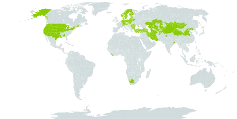 Lactuca tatarica world distribution map, present in Afghanistan, Armenia, Austria, Azerbaijan, Bulgaria, Belarus, Switzerland, China, Germany, Denmark, Estonia, Finland, United Kingdom of Great Britain and Northern Ireland, Georgia, India, Iran (Islamic Republic of), Kazakhstan, Kyrgyzstan, Liberia, Lithuania, Latvia, Moldova (Republic of), Mongolia, Netherlands, Norway, Pakistan, Poland, Romania, Russian Federation, Slovakia, Sweden, Tajikistan, Turkmenistan, Turkey, Ukraine, United States of America, Uzbekistan, and South Africa