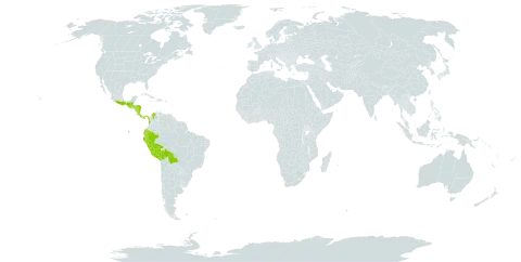 Lafoensia punicifolia world distribution map, present in Bolivia (Plurinational State of), Brazil, Colombia, Costa Rica, Ecuador, Guatemala, Honduras, Mexico, Nicaragua, Panama, Peru, and Venezuela (Bolivarian Republic of)