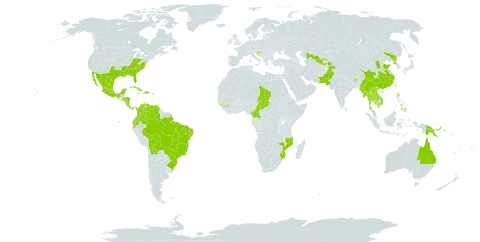 Lagerstroemia indica world distribution map, present in American Samoa, Antigua and Barbuda, Australia, Bonaire, Sint Eustatius and Saba, Burkina Faso, Belize, Bolivia (Plurinational State of), Brazil, Barbados, Bhutan, China, Cameroon, Cook Islands, Colombia, Costa Rica, Cuba, Dominican Republic, Ecuador, Fiji, Guinea, Guadeloupe, Guam, Honduras, Croatia, Haiti, Jamaica, Cambodia, Lao People's Democratic Republic, Maldives, Mexico, Marshall Islands, Myanmar, Mozambique, Montserrat, Martinique, Nicaragua, Nepal, Pakistan, Panama, Philippines, Palau, Papua New Guinea, Puerto Rico, Korea (Democratic People's Republic of), El Salvador, Chad, Thailand, Tajikistan, Tonga, Trinidad and Tobago, United States of America, Uzbekistan, Venezuela (Bolivarian Republic of), and Viet Nam