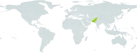 Lagotis blatteri world distribution map, present in Afghanistan and Pakistan
