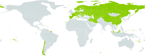 Lamium album subsp. album world distribution map, present in Austria, Bulgaria, Belarus, Switzerland, Chile, China, Czech Republic, Germany, Denmark, Spain, Finland, France, Micronesia (Federated States of), Hungary, Iran (Islamic Republic of), Iraq, Italy, Kazakhstan, Kyrgyzstan, Montenegro, Malaysia, Netherlands, Norway, Poland, Romania, Russian Federation, Sweden, Turks and Caicos Islands, Turkmenistan, Ukraine, and Uzbekistan