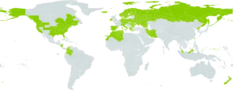 Lamium purpureum world distribution map, present in Åland Islands, Albania, Austria, Bulgaria, Belarus, Canada, Switzerland, Colombia, Czech Republic, Germany, Denmark, Algeria, Spain, Finland, Falkland Islands (Malvinas), France, Micronesia (Federated States of), Georgia, Greece, Hungary, Ireland, Iran (Islamic Republic of), Iceland, Italy, Morocco, Malaysia, Nicaragua, Netherlands, Norway, New Zealand, Poland, Korea (Democratic People's Republic of), Portugal, Romania, Russian Federation, Sweden, Turks and Caicos Islands, Tunisia, Taiwan, Province of China, Ukraine, and United States of America