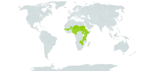Lannea humilis world distribution map, present in Cameroon, Ethiopia, Kenya, Mali, Niger, Nigeria, Sudan, Senegal, South Sudan, Chad, Tanzania, United Republic of, Uganda, Zambia, and Zimbabwe