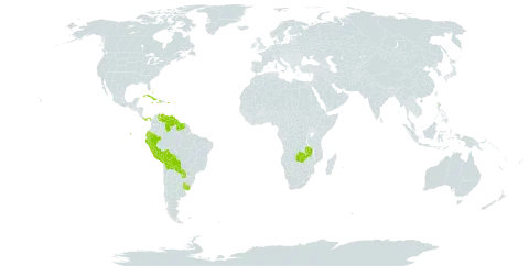 Lantana horrida world distribution map, present in Bahamas, Bolivia (Plurinational State of), Cuba, Dominica, Ecuador, Guyana, Haiti, Jamaica, Panama, Peru, Puerto Rico, Paraguay, Suriname, Uruguay, Venezuela (Bolivarian Republic of), and Zambia