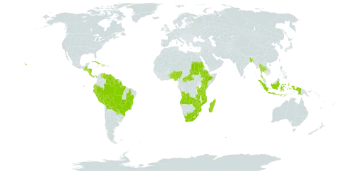 Lantana trifolia world distribution map, present in Angola, Andorra, Benin, Burkina Faso, Bangladesh, Belize, Bolivia (Plurinational State of), Brazil, Central African Republic, Costa Rica, Cuba, Dominica, Ecuador, Ethiopia, Guatemala, Guyana, Honduras, Haiti, Indonesia, Jamaica, Kenya, Madagascar, Mozambique, Nigeria, Nicaragua, Panama, Peru, Puerto Rico, Paraguay, Rwanda, Sudan, Suriname, Togo, Thailand, Tanzania, United Republic of, Uganda, United States of America, Venezuela (Bolivarian Republic of), South Africa, Zambia, and Zimbabwe