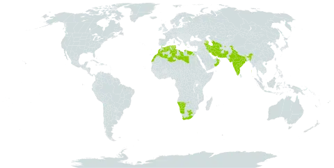 Lasiopogon muscoides world distribution map, present in Afghanistan, Azerbaijan, Algeria, Egypt, Spain, India, Iran (Islamic Republic of), Israel, Libya, Morocco, Namibia, Oman, Pakistan, Saudi Arabia, Turkmenistan, Tunisia, and South Africa